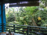 Maui tropical vegetation seen from the lanai of the tree house Studio on The Land near the Airport off Uwapo Road, Hana, by Tess Heder